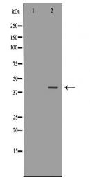 ANXA2 Antibody