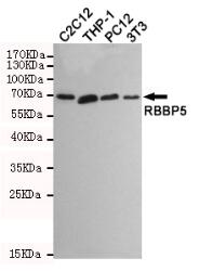 RBBP5 Mouse mAb