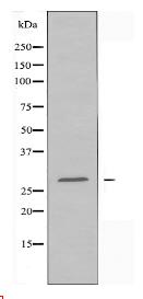 14-3-3 γ Antibody