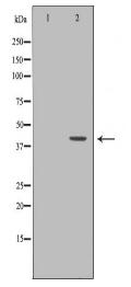 AHSG Antibody