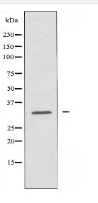 AIG1 Antibody