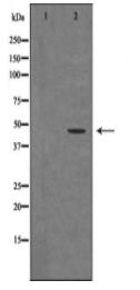 HNRNPF Antibody