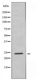 CACNG1 Antibody