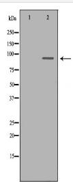 CDC5L Antibody