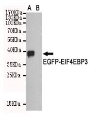 EIF4EBP3 Mouse mAb