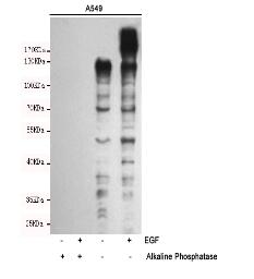Phospho-Tyrosine Mouse mAb