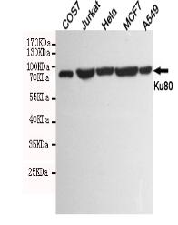 Ku80 Mouse mAb