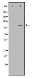CHAT Antibody