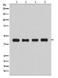 beta Actin Antibody