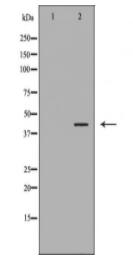 DLK1 Antibody