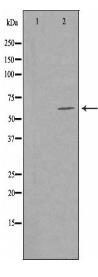 CERKL Antibody
