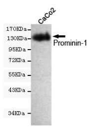 Prominin-1 Mouse mAb