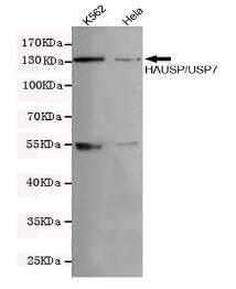 HAUSP/USP7 Mouse mAb