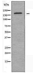 ARHGEF12 Antibody