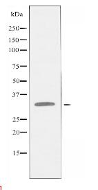 APEX1 Antibody