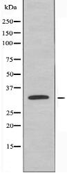 CNN2 Antibody