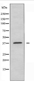 CD153 Antibody
