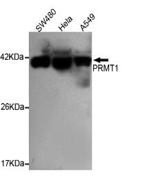 PRMT1 Mouse mAb