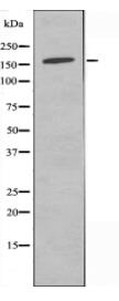 GPR116 Antibody
