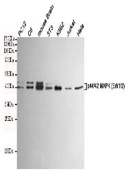 p44/42 MAPK (Erk1/2) Mouse mAb