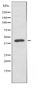 BMP8B Antibody