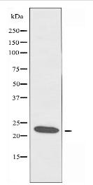 CIDEB Antibody