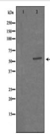 CAMK5 Antibody