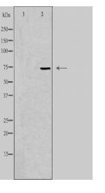 CLPT1 Antibody