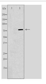 ARNT2 Antibody