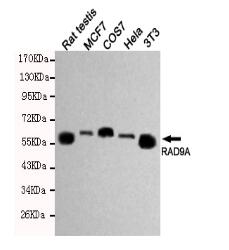 RAD9A Mouse mAb