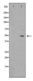 BMP4 Antibody