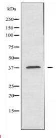 Caper Antibody