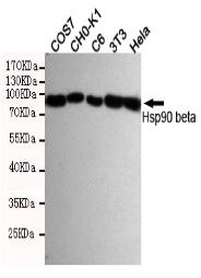 Hsp90 β Mouse mAb