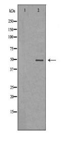 AHCY Antibody