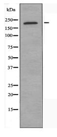 Collagen XI α1 Antibody