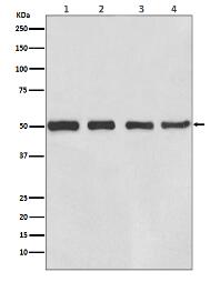 beta III Tubulin Antibody