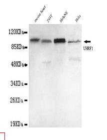 UHRF1(N-term) Mouse mAb