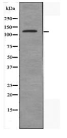C14orf49 Antibody