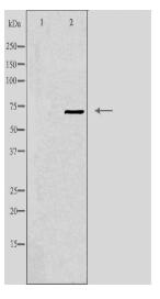 CEP70 Antibody