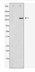 ABL1 Antibody