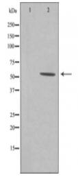 CA181 Antibody