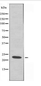 BST2 Antibody