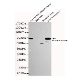 Human Serum Albumin Mouse mAb
