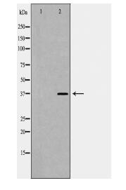 CCNH Antibody