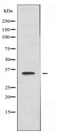 B3GALT1 Antibody