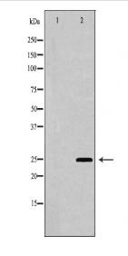 AK4 Antibody
