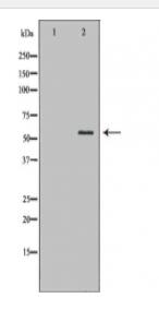 ATG13 Antibody