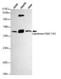 Cytochrome P450 17A1 Mouse mAb