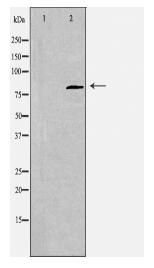 CDH22 Antibody