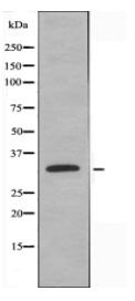 C1QL2 Antibody